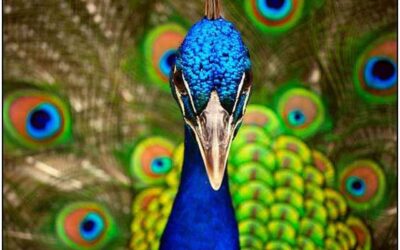 Trauman takana on ihminen – dissosiaatioista vapauteen