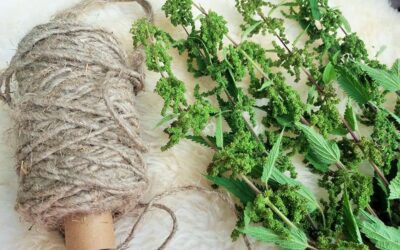 Nokkosensiemenistä voimaa väsymykseen