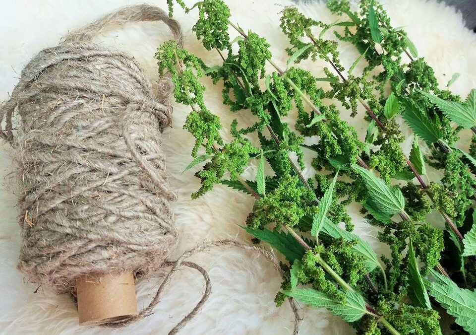 Nokkosensiemenistä voimaa väsymykseen