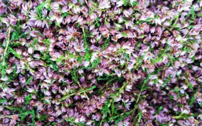 Kanervankukkatee rauhoittaa