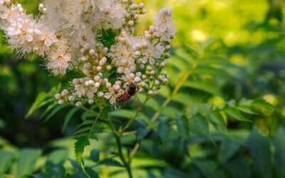 Mesiangervo on luonnon oma aspiriini