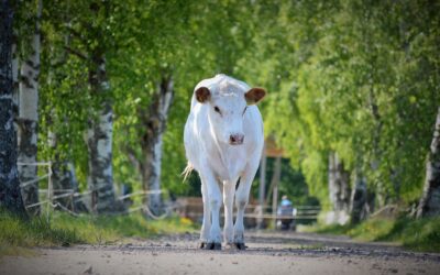 Lapinlehmien kesäloma alkoi – Koivurannan maatila turvaa Pohjoissuomenkarjan olemassaoloa