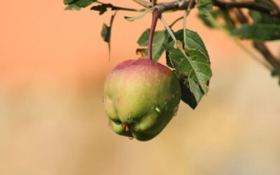 Kuinka monta omenaa on siemenessä?