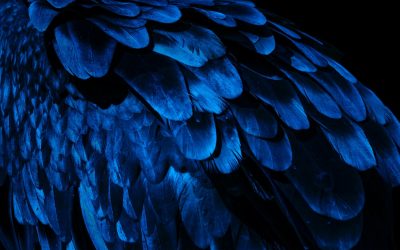 Suosikkikirjani kirjakauppa Era Novan valikoimista