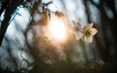 Pieni kertomus valosta ja pimeydestä