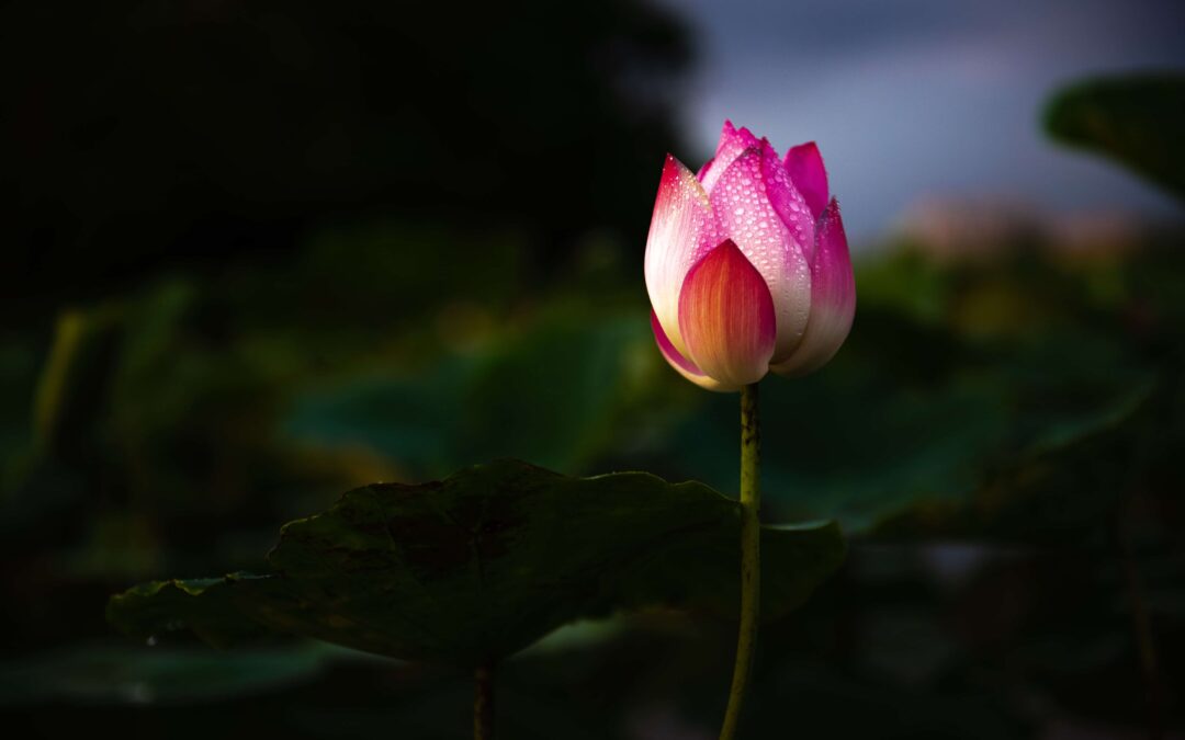 Terve peilaus lisää itsetuntemusta