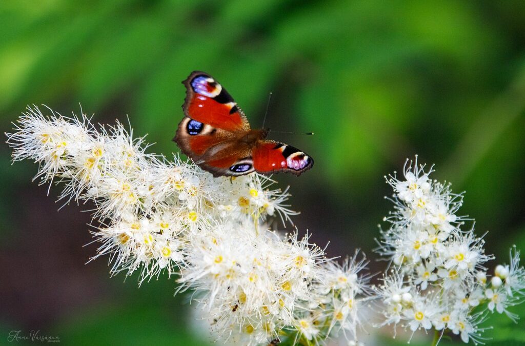 Uupumuksen kautta iloon ja onneen