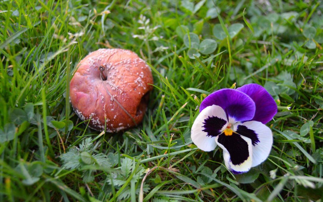 Tunteet ovat taitolaji