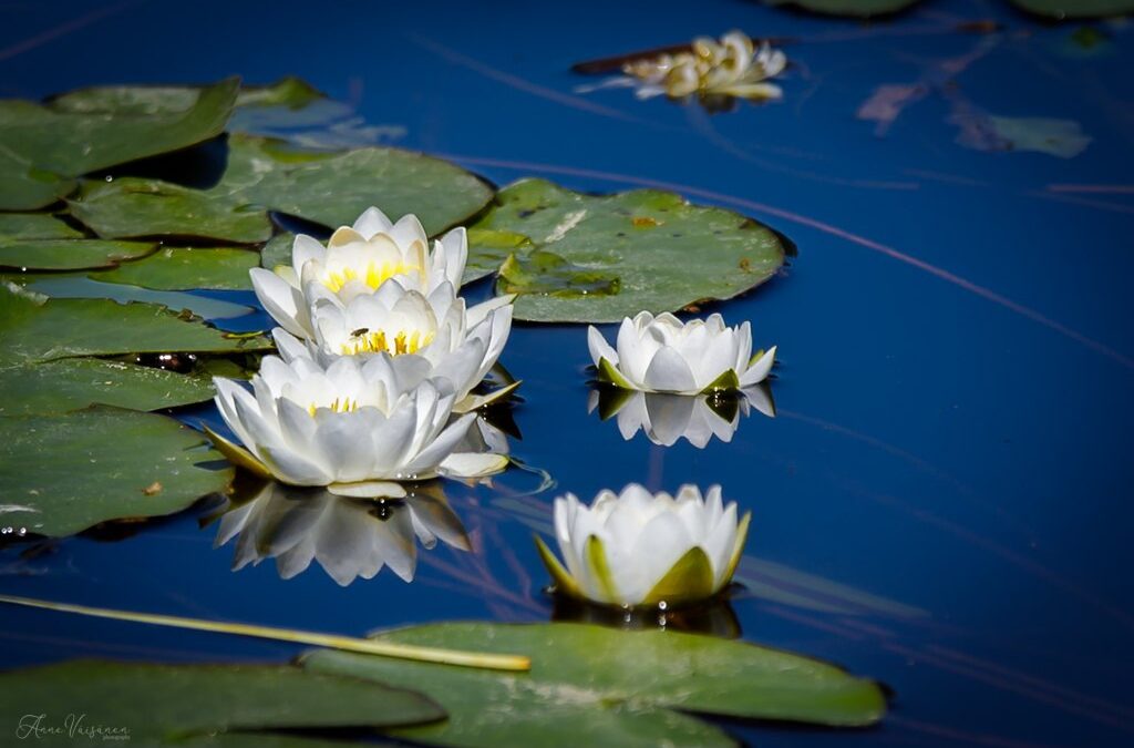 Pelkkää olemista ja ajatusten virtaa