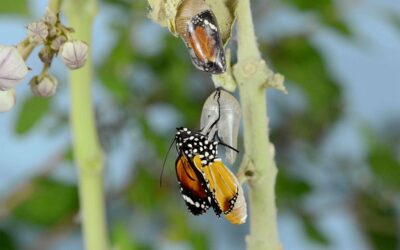 Sensomotorisen valmennuksen vaikutus ja hyödyt liikunnan harrastamiseen