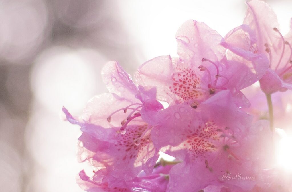 Kiitos kauniista sanoista