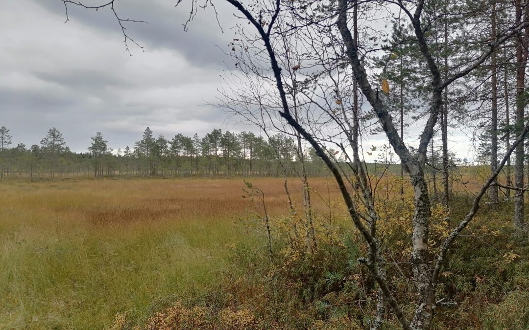 Toivonkipinä.